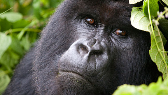 3 days Bwindi Gorilla Trekking Adventure