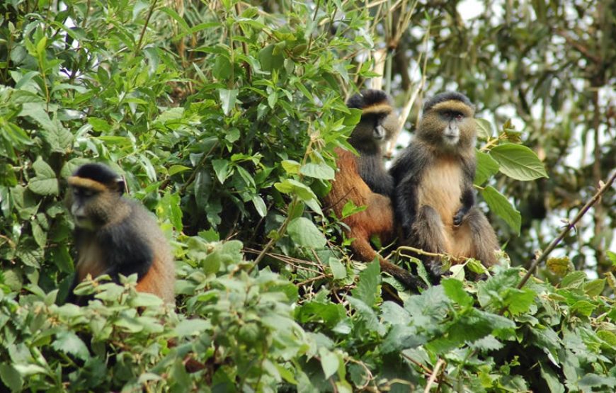 5 Days Golden Monkeys & Gorillas