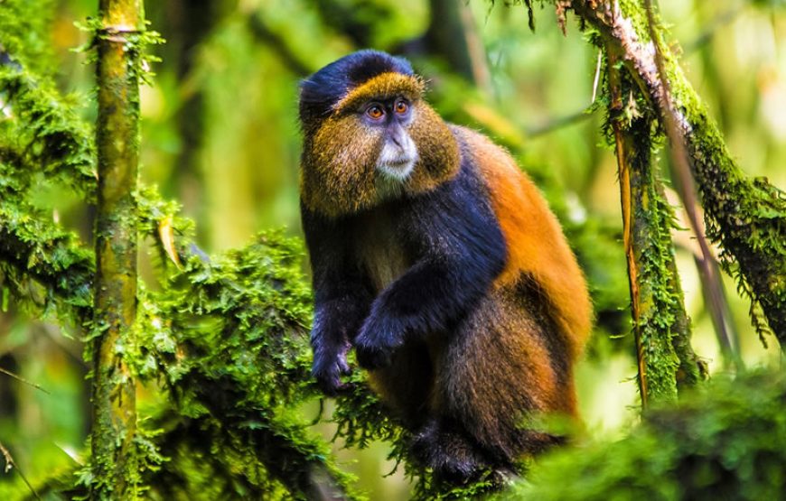 5 Days Golden Monkeys & Gorillas