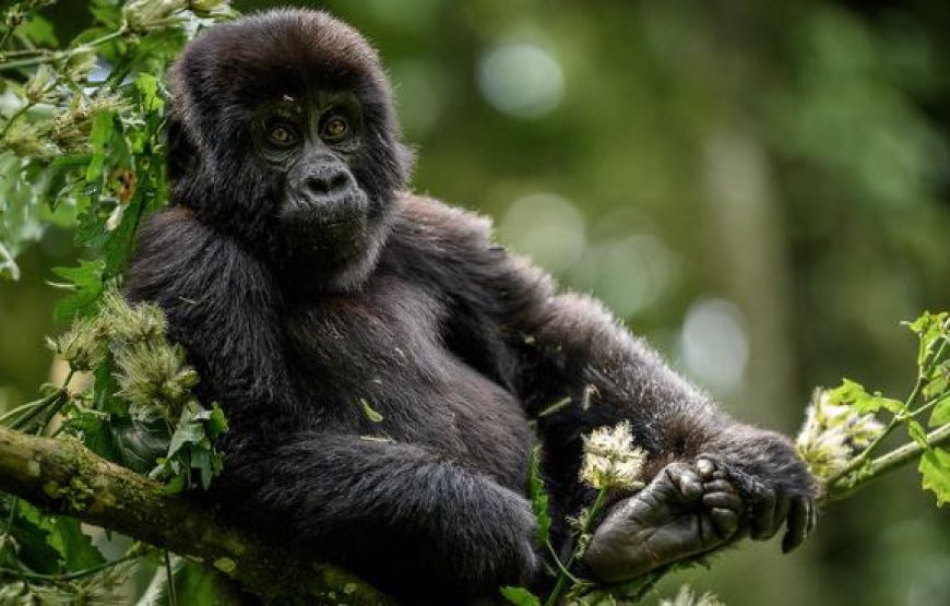 5 Days Golden Monkeys & Gorillas