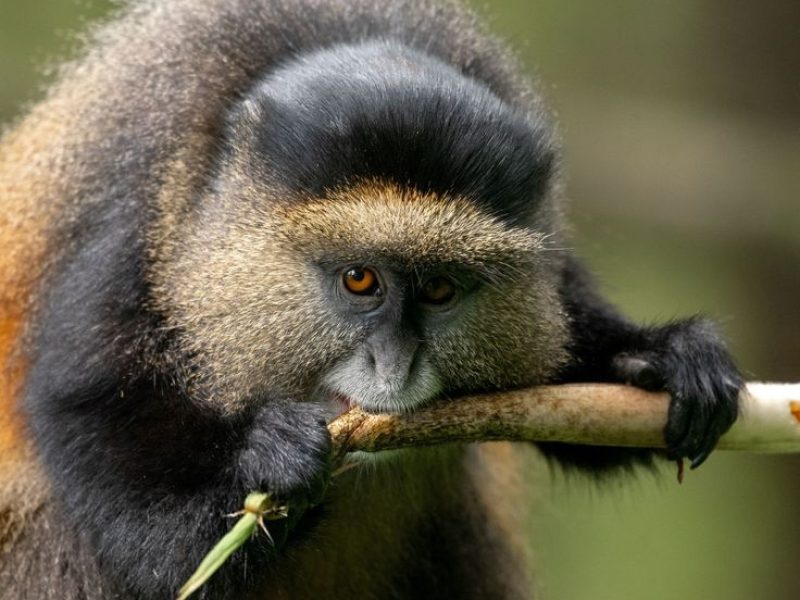 6 DAYS PRIMATE SAFARI EXPERIENCE. Gems of the Virunga massif.