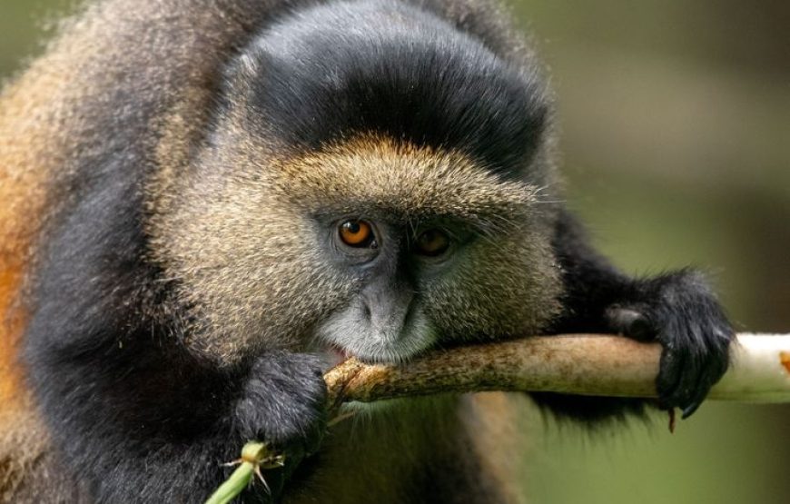 4 Days Gorilla Rwanda Trekking