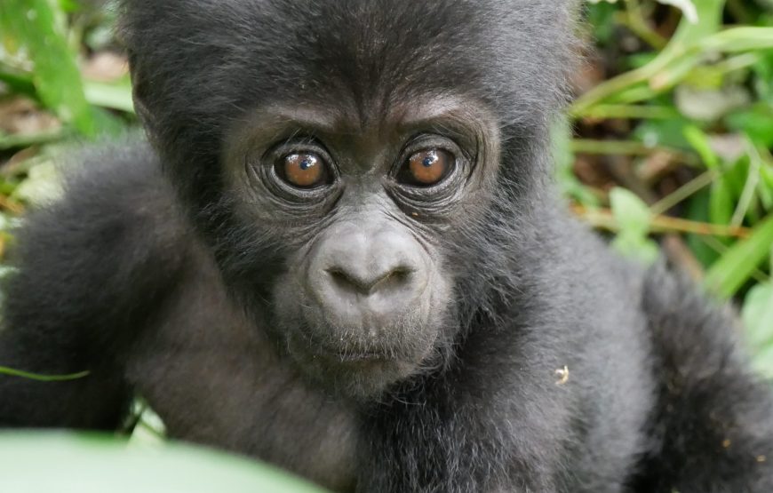 4 Days Gorilla Rwanda Trekking