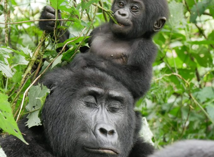 4 Days Gorilla Rwanda Trekking
