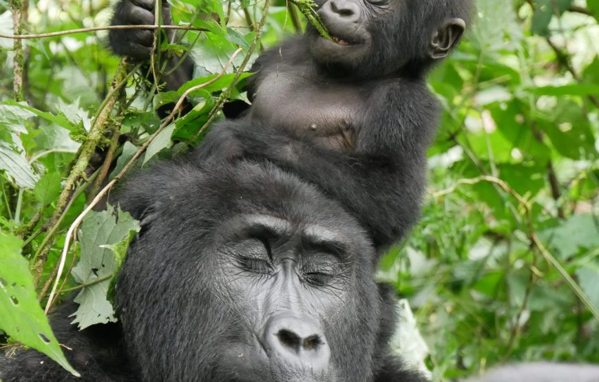 4 Days Gorilla Rwanda Trekking