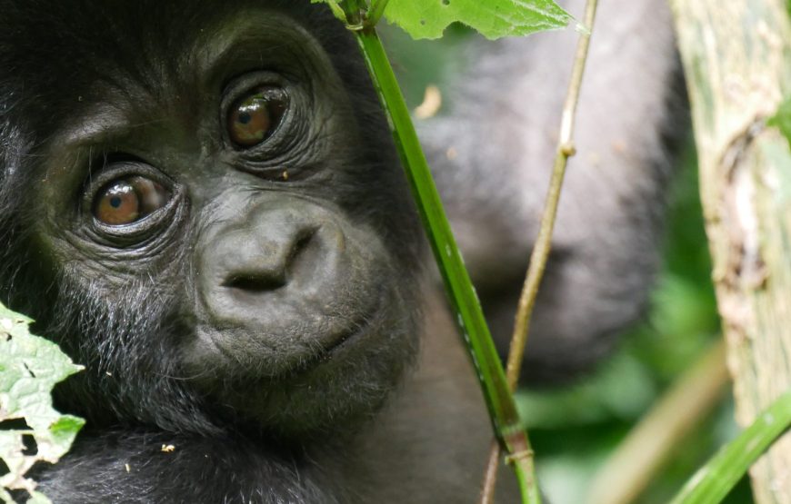 4 Days Gorilla Rwanda Trekking