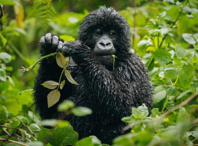 4 DAYS EXPLORING THE HIDDEN GEMS OF THE VIRUNGA NATIONAL PARK.