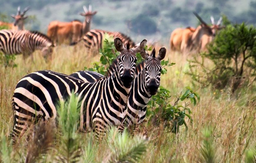 3 DAYS MURCHISON FALLS NATIONAL PARK. The unmatched safari template