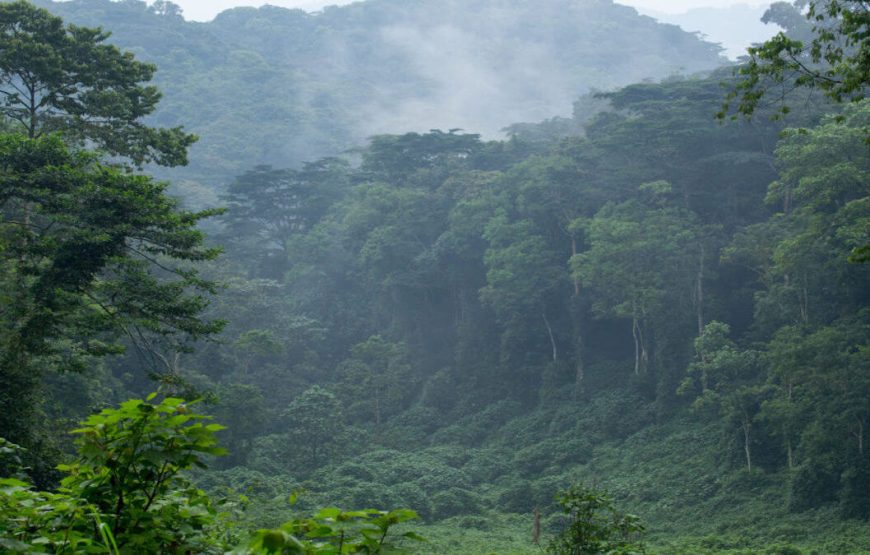 3 DAYS. THE GORILLA ADVENTURE OF BWINDI FOREST NATIONAL PARK.
