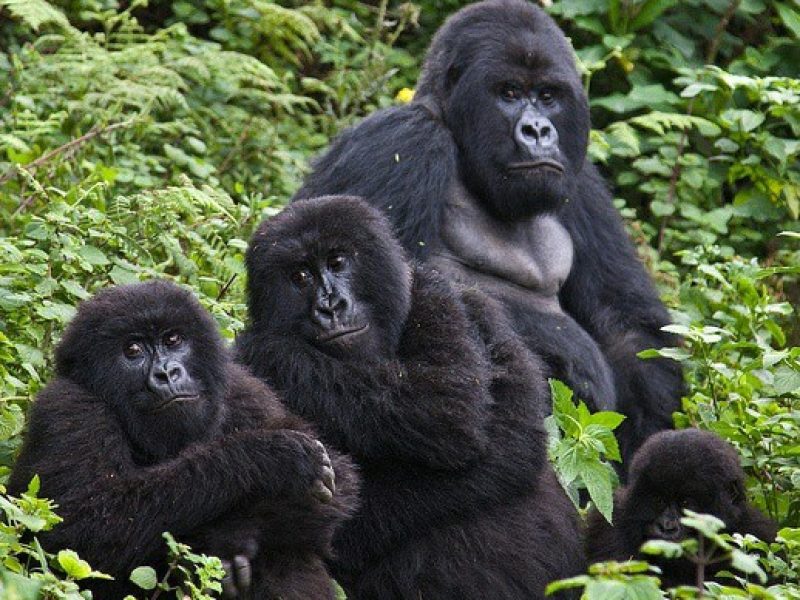 4 DAYS GORILLA TREKKING & WILDLIFE SAFARI IN UGANDA