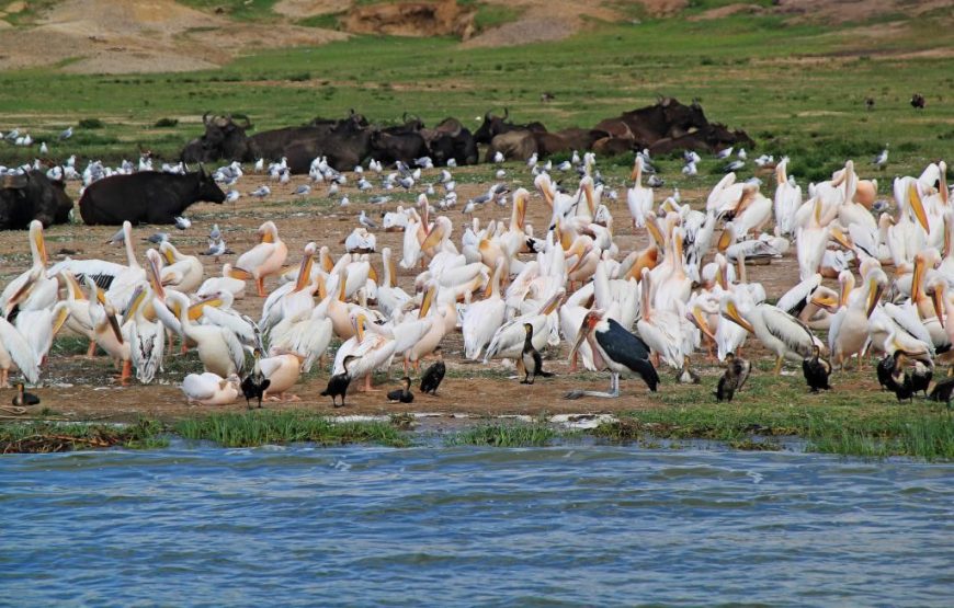 4 DAYS GORILLA TREKKING & WILDLIFE SAFARI IN UGANDA