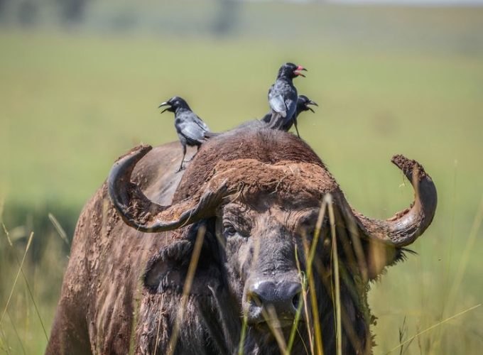 3 DAYS MURCHISON FALLS NATIONAL PARK. The unmatched safari template