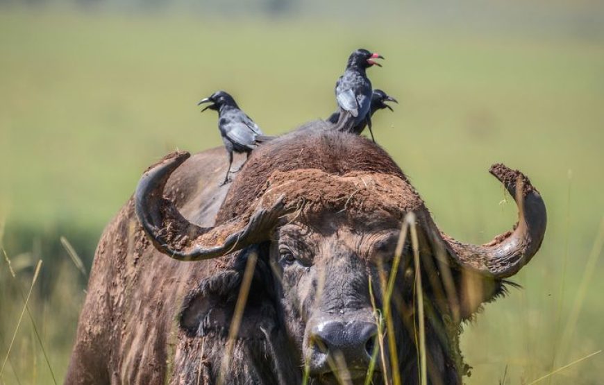 3 DAYS MURCHISON FALLS NATIONAL PARK. The unmatched safari template