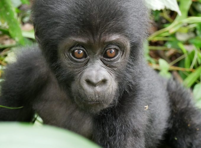 3 DAYS. THE GORILLA ADVENTURE OF BWINDI FOREST NATIONAL PARK.