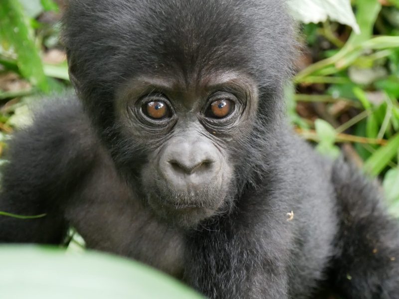 3 DAYS. THE GORILLA ADVENTURE OF BWINDI FOREST NATIONAL PARK.