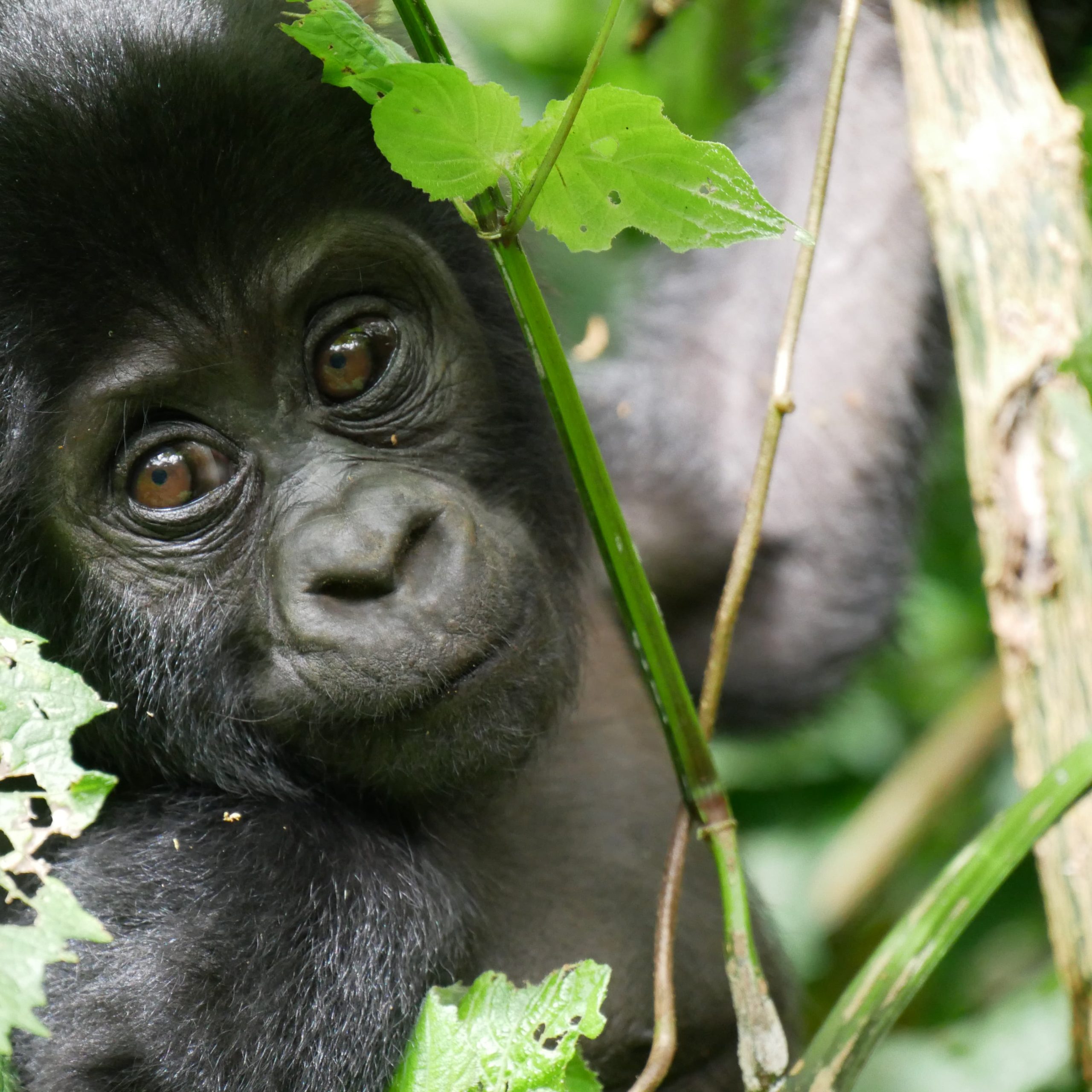 HOW MOUNTAIN GORILLAS THRIVE IN BWINDI IMPENETRABLE NATIONAL PARK