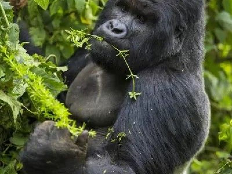 3 DAYS GORILLA TREKKING TOUR. Volcanoes national park.