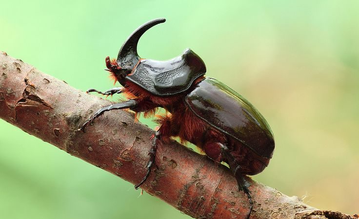 BEYOND THE GIANTS: DISCOVERING AFRICA’S “SMALL FIVE”