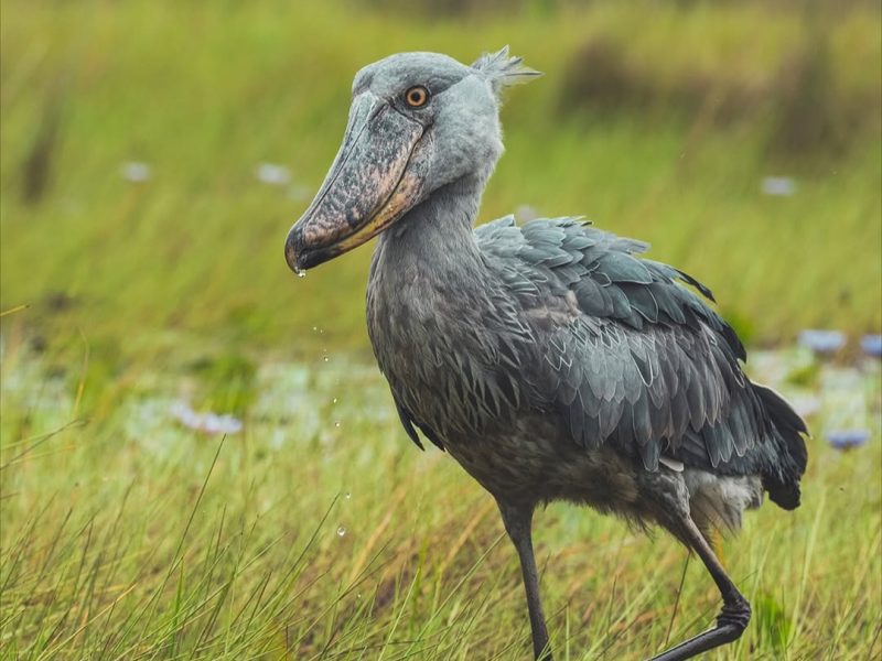 10 DAYS TRIP TO UGANDA. Wild encounters.